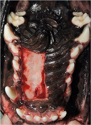 Risk Factors for Failure of Hard Palate Mucoperiosteal Flap Repair of Acquired Oronasal Communication in Dogs: A Pilot Study